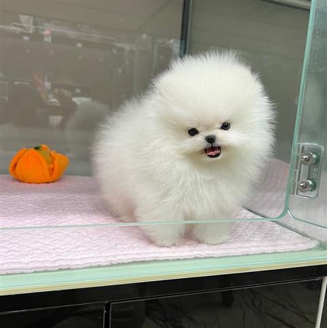 $300 : teacup Pomeranian image 3