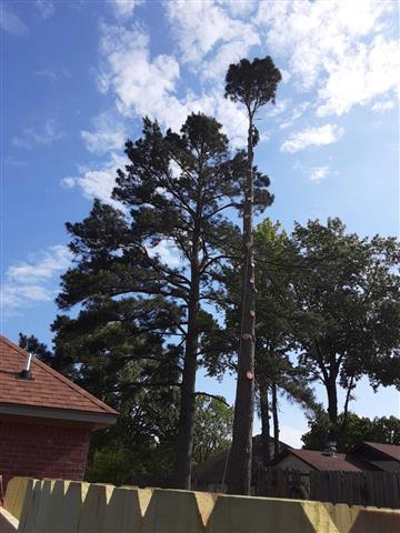 Chowis Tree Services image 6