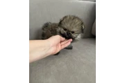 Cachorros de pomerania mini en Washington DC