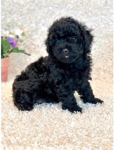 $300 : Teacup poodle puppies image 4