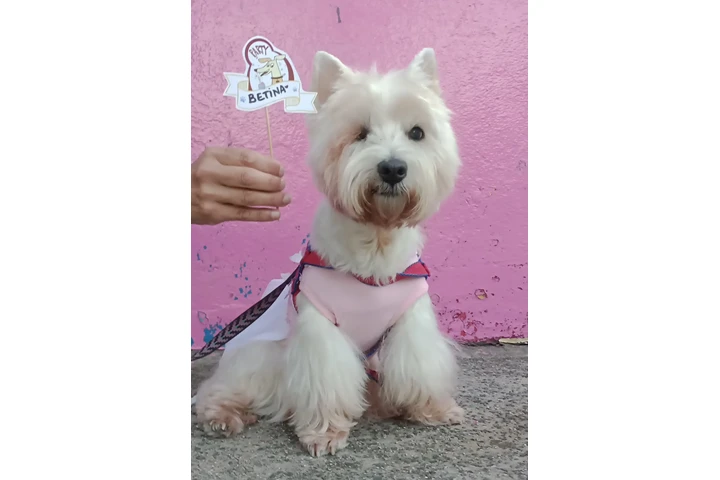 Peluquería y Adiestramiento image 8