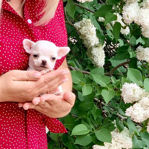 $250 : Chihuahua puppies for sale image 6