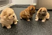 beautiful playful chow chow