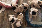 $350 : pug en venta cachorros thumbnail