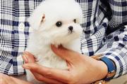 Buy Pomeranian puppies en Avon Park