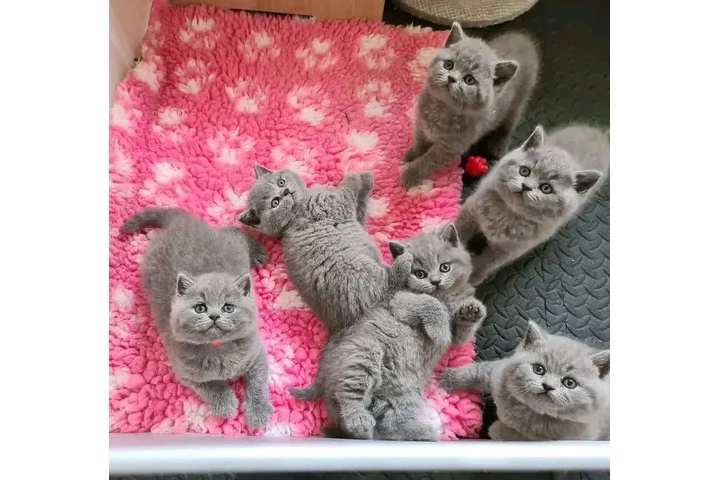 $500 : JAMES  Kittens  FOR ADOPTION image 1