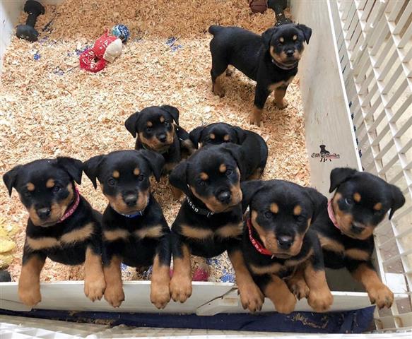 $300 : Cachorros Rottweiler de 12 sem image 1