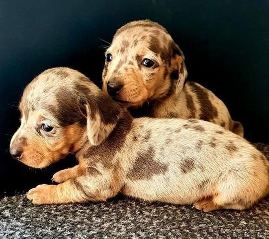 $400 : Cachorros de teckel dachshund image 2