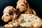 $400 : Cachorros de teckel dachshund thumbnail