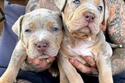 $500 : OUTSTANDING Blue pitbulls thumbnail