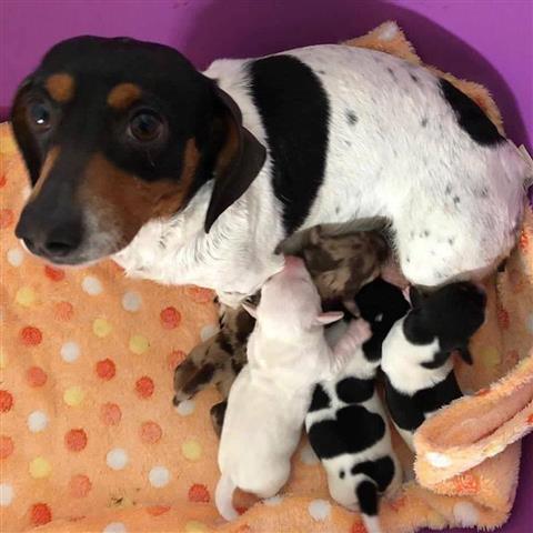 $600 : Adorables cachorros Dachshund image 2