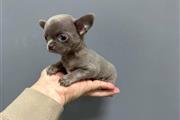 $300 : Cachorro Chihuahua thumbnail