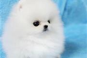 Pomeranian puppies teacup en Hartford