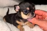 $250 : Chihuahua puppy thumbnail