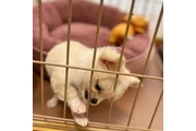 $350 : cachorros chihuahua listos thumbnail