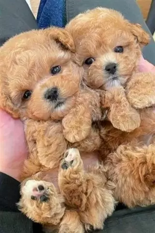 $500 : Cachorro de Caniche image 2
