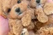 $500 : Cachorro de Caniche thumbnail