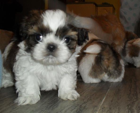 $280 : Shih tzu puppies for sale image 1