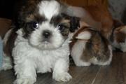 $280 : Shih tzu puppies for sale thumbnail
