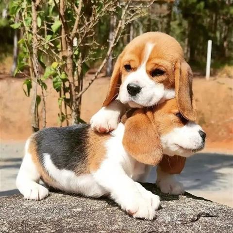 $500 : Full beagle pups 10 weeks old image 1