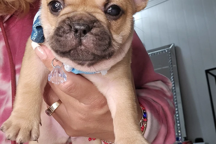 $1700 : Pomeranian y frenchis image 2