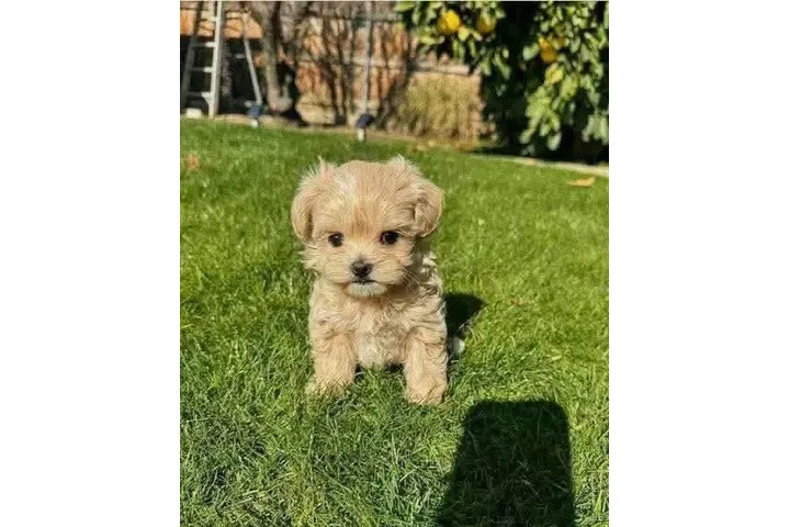 $350 : taza de té maltipoo cachorros image 1