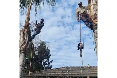 Tree Cutting & Removal Experts en Stockton
