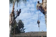 Tree Cutting & Removal Experts en Stockton
