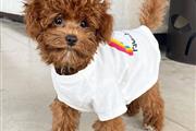 $500 : healthy Toy poodle puppies thumbnail