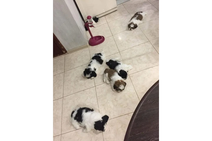 $350 : Cachorros Shihtzu en venta image 1