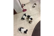 Cachorros Shihtzu en venta en Los Angeles