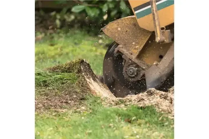 Cuidamos tus árboles image 4