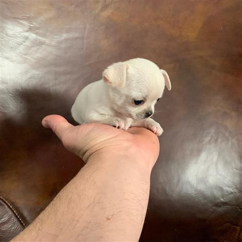 $300 : Chihuahua puppies for sale image 2