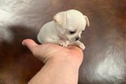 $300 : Chihuahua puppies for sale thumbnail