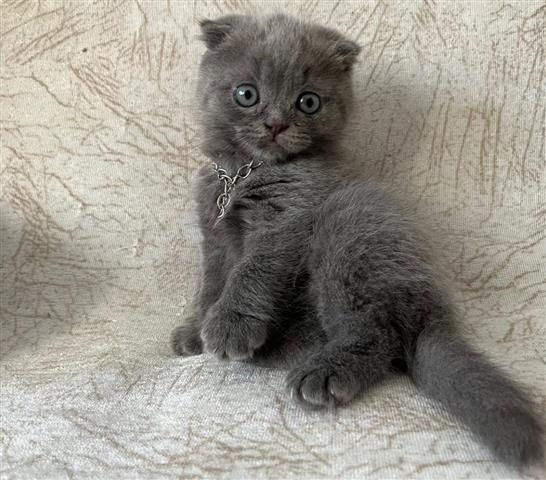 $410 : Grey Scottish Fold Ready image 2