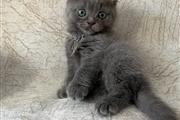 $410 : Grey Scottish Fold Ready thumbnail