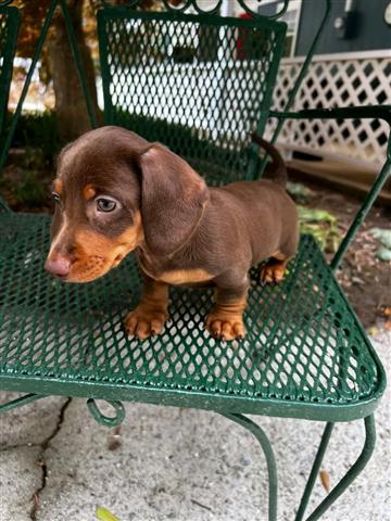 $600 : Adorables cachorros Dachshund image 3