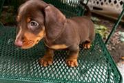 $600 : Adorables cachorros Dachshund thumbnail