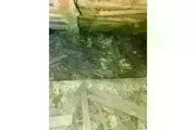 PEST CONTROL thumbnail