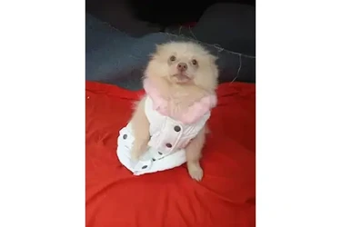 VENDO PERRITA POMERANIA en Los Angeles