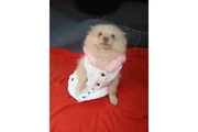 VENDO PERRITA POMERANIA en Los Angeles