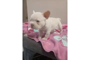 POMERANIANS Y SHIH-TZU 🐕 en Los Angeles