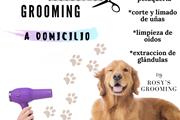 Dog Grooming a domicilio