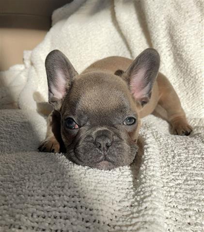 $410 : French  bulldog puppy for sale image 1
