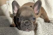 French  bulldog puppy for sale en Orlando