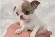 $250 : Chihuahua puppy thumbnail