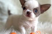 Teacup Chihuahua puppies en Los Angeles