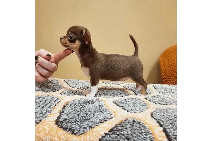 $250 : Chichuahas puppies available image 2