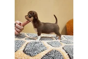 $250 : Chichuahas puppies available thumbnail