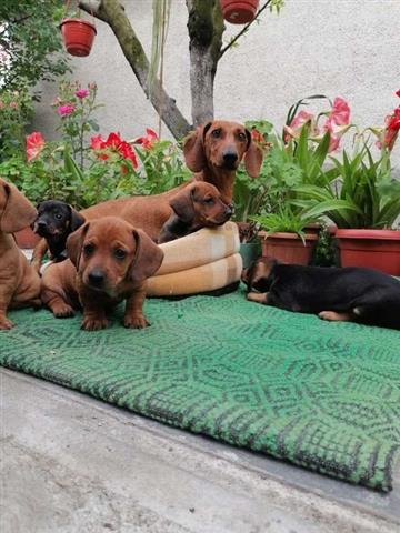 $528 : Dachshund Puppies for sale. image 1